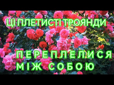 Видео: Щільна посадка Розаріум Ютерзен і Ютерзен Розенкенігін 🌹♥️