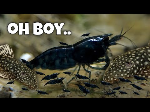 Видео: Как содержать креветок и щетинистых плеко вместе | Советы по обустройству аквариума, кормлению и ...