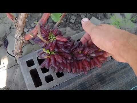 Видео: Моё Описание сорта винограда Ведьмины пальцы(хелоуин) и сорта серии Донская невеста.