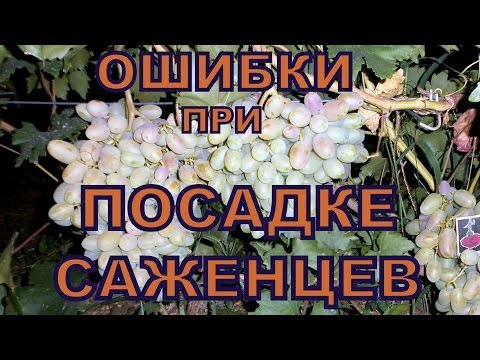 Видео: Виноград. Ошибки при посадке саженцев