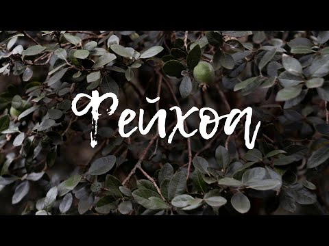 Видео: Фейхоа