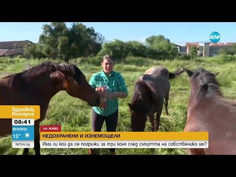 Видео: НЕДОХРАНЕНИ И БОЛНИ: Безпризорни коне обикалят из самоковско село - Здравей, България (04.07.2023)