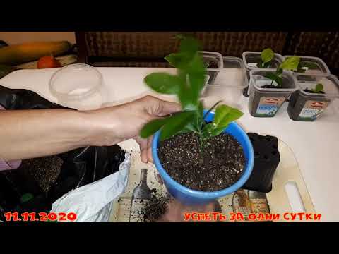 Видео: 11.11.2020 Перевалка лимонов Мейера и Павловский. Первая подкормка домашних лимонов🍋 лимончики-дички