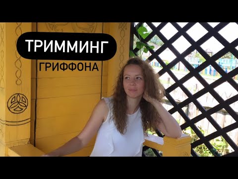 Видео: Тримминг гриффона