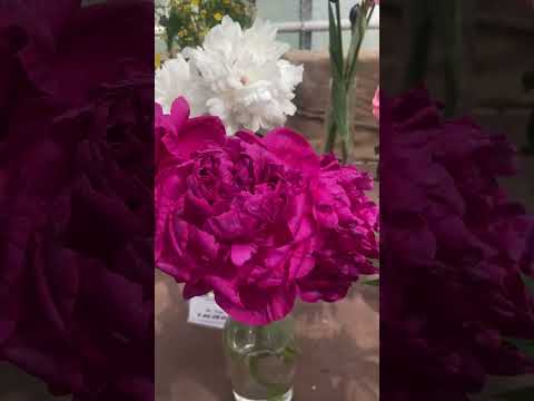 Видео: Выставка пионов в Москве 12 июня 2024 продолжение ч.4