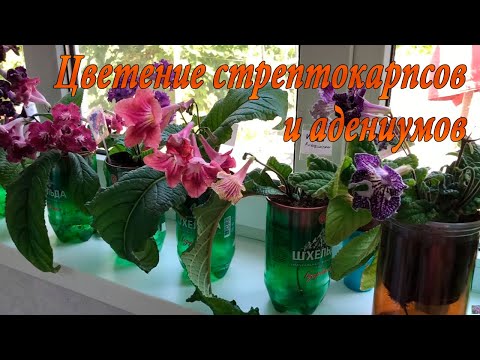 Видео: Стрептокарпусы и Адениумы