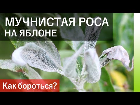 Видео: МУЧНИСТАЯ РОСА ЯБЛОНИ. Как бороться?