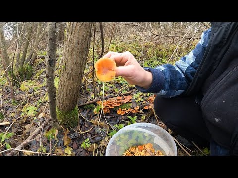 Видео: Грибное рандеву. Осенний лес, Пушкинские места, Зимние Опята, деревья вампира, богатый улов'