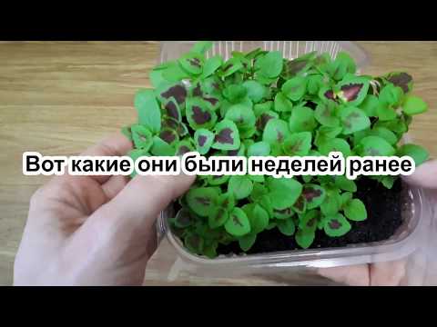 Видео: Пикировка рассады колеуса "для ленивых". Колеус из семян