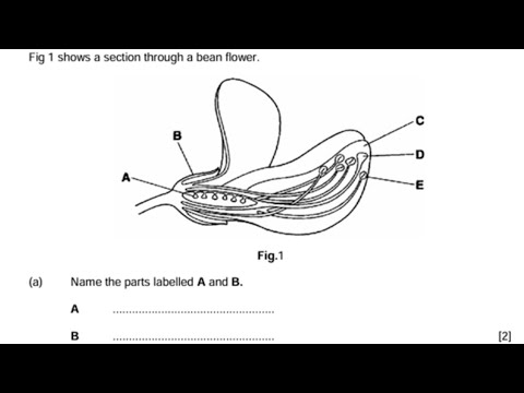 Видео: ВОПРОСЫ И ОТВЕТЫ О ЦВЕТЯЩИХ РАСТЕНИЯХ