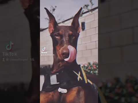 Видео: Подборка видео из Тик Ток с доберманом