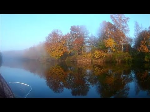 Видео: Осенняя рыбалка на р. Плюсса. Ловим щуку на дорожку.