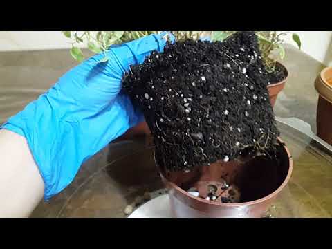 Видео: Пересадка комнатных цветов. Моя новиночка Фикус Лавли. / Гул отургузуу (которуу)