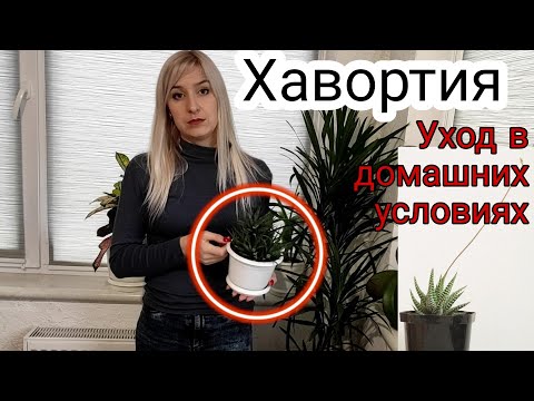 Видео: Хавортия. Уход в домашних условиях. Как размножить и рассадить хавортию детками. Неприхотливый сад