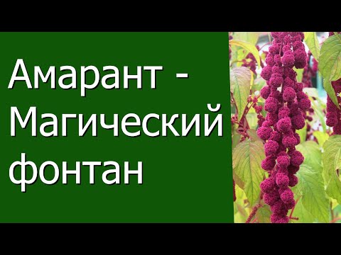 Видео: Амарант- магический фонтан.