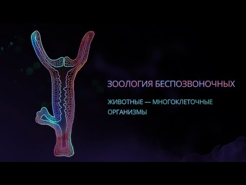 Видео: 1. Животные — многоклеточные организмы. Зоология беспозвоночных - 7 класс