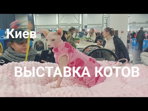 Видео: КИЕВ.ВЫСТАВКА КОТОВ - любуемся, мурчим, играем🐈🐈‍⬛#выставкакошек #cat