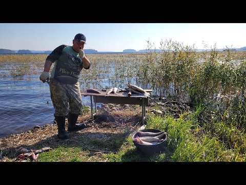 Видео: (часть 2) Рыбалка в Карелии, Ладожское озеро, залив Уксунлахти 2024 - Ловля судака на Ладоге