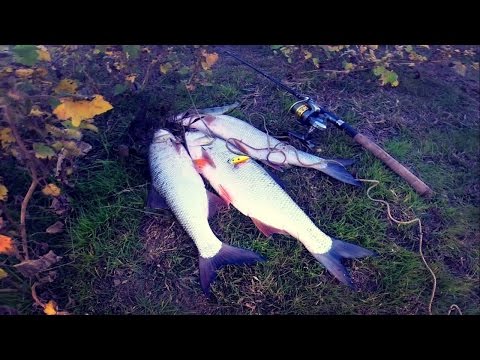 Видео: Ловля жереха. Небольшая вечерняя рыбалка. Рыбалка на велосипеде.