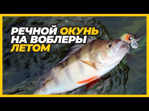 Видео: Речной окунь на воблеры летом