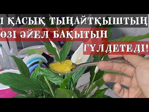 Видео: ОСЫ ТЫҢАЙТҚЫШ ГҮЛДЕМЕЙ ТҰРҒАН ӘЙЕЛ БАҚЫТЫН ГҮЛДЕТЕДІ|СПАТИФИЛЛУМ