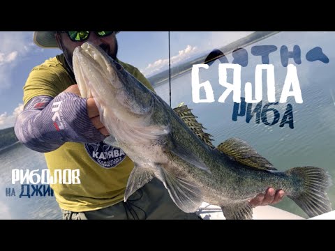 Видео: Нов Рекорд - лятна бяла риба на мини джигче #kingdom #3014B