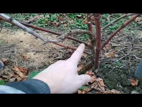 Видео: Пару слов о Йоханнетере