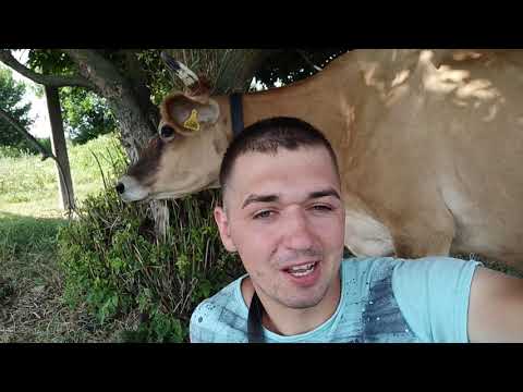 Видео: Джерсейская порода . Почему я выбрал именно эту породу ???