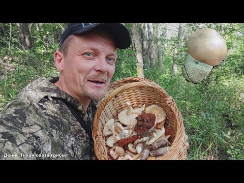 Видео: Подосиновик серый, поплавки и несколько видов других грибов