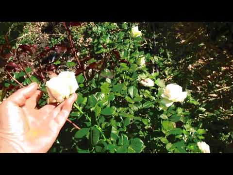 Видео: МОЙ ЦВЕТОЧНЫЙ БИЗНЕС #2