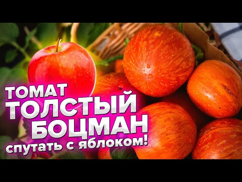Видео: ПОМИДОР БЕЗ БЕЛЫХ ПРОЖИЛОК, ПАСЫНКОВАНИЯ и ФОРМИРОВКИ! ТОМАТ ТОЛСТЫЙ БОЦМАН