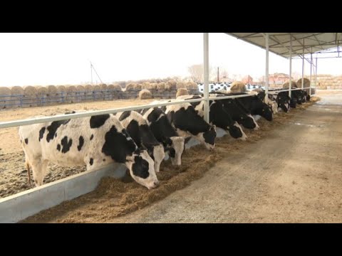 Видео: Производство молока выросло на 20% в Акмолинской области