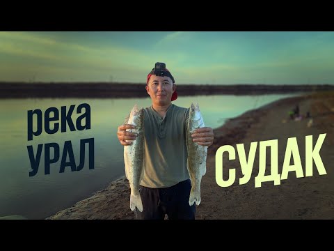 Видео: РЫБАЛКА НА СУДАКА РЕКА УРАЛ