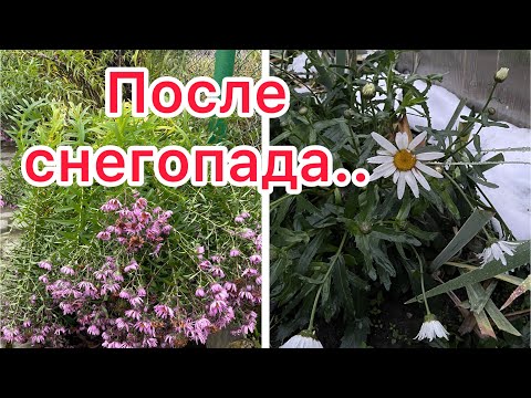 Видео: Обрезаю шапки у гортензий, последствия первого снега в МО.