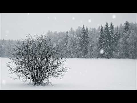 Видео: Одинокий куст. Песня для тех, кто ищет тепло в холодном мире.