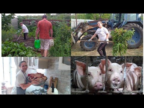 Видео: МОЙ ЛЮБИМЫЙ ПОМОЩНИК!!!🥰🤱🐄🐖🥫