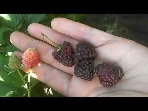 Видео: Хебан (Черная Полка) - уникальный сорт черной малины: вкусный, сочный, урожайный.