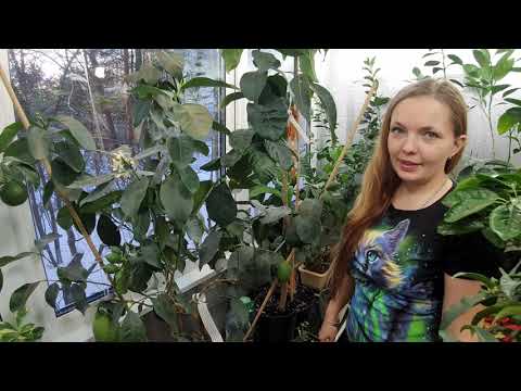 Видео: Лимон Фемминелло Каррубаро