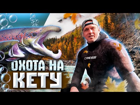 Видео: Охота на кету