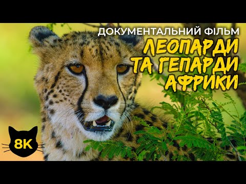 Видео: Леопарди та Гепарди - Граціозні хижаки Африки - 4К Документальний фільм про природу