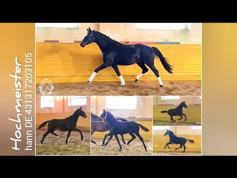 Видео: Жеребец-производитель ХОХМАЙСТЕР (Hochmeister, hann, 2005)
