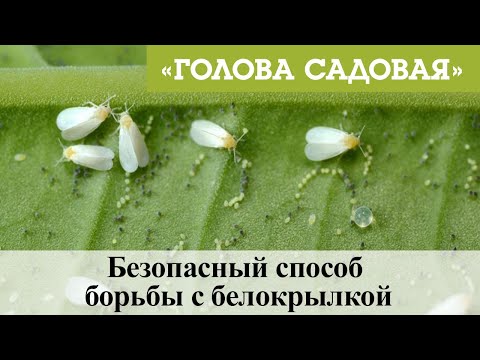 Видео: Голова садовая - Безопасный способ борьбы с белокрылкой