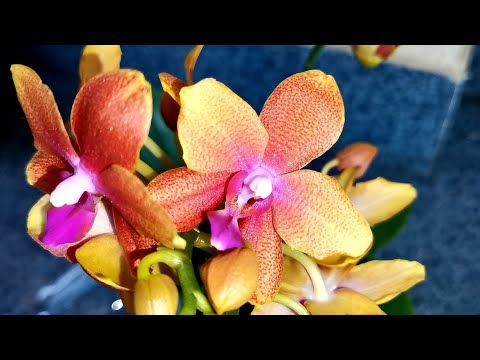 Видео: Дасти бель, Sogo Relex, Бронзовый Будда и другие орхидеи с названиями в магазине Экофлора г. Омск.