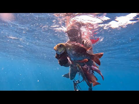 Видео: Подводная охота на упрямых му с дельфинами в печально известном течении на Гавайях — поймай и при...