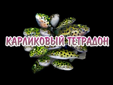 Видео: КАРЛИКОВЫЙ ТЕТРАДОН. СОДЕРЖАНИЕ И РАЗВЕДЕНИЕ