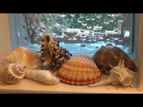 Видео: Картина "Ракушки" в интерьере и другие картины
