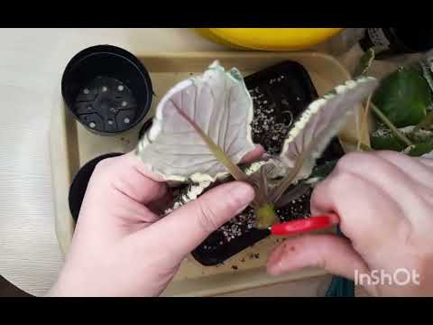 Видео: Фиалки. Переукорение непредвиденно сносом головы и с частичной заменой