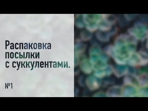 Видео: Распаковка посылки с суккулентами