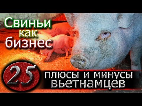 Видео: ВЬЕТНАМСКИЕ СВИНЬИ РАЗВЕДЕНИЕ