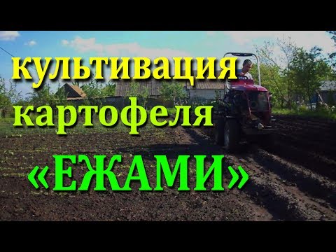 Видео: Междурядная обработка картофеля